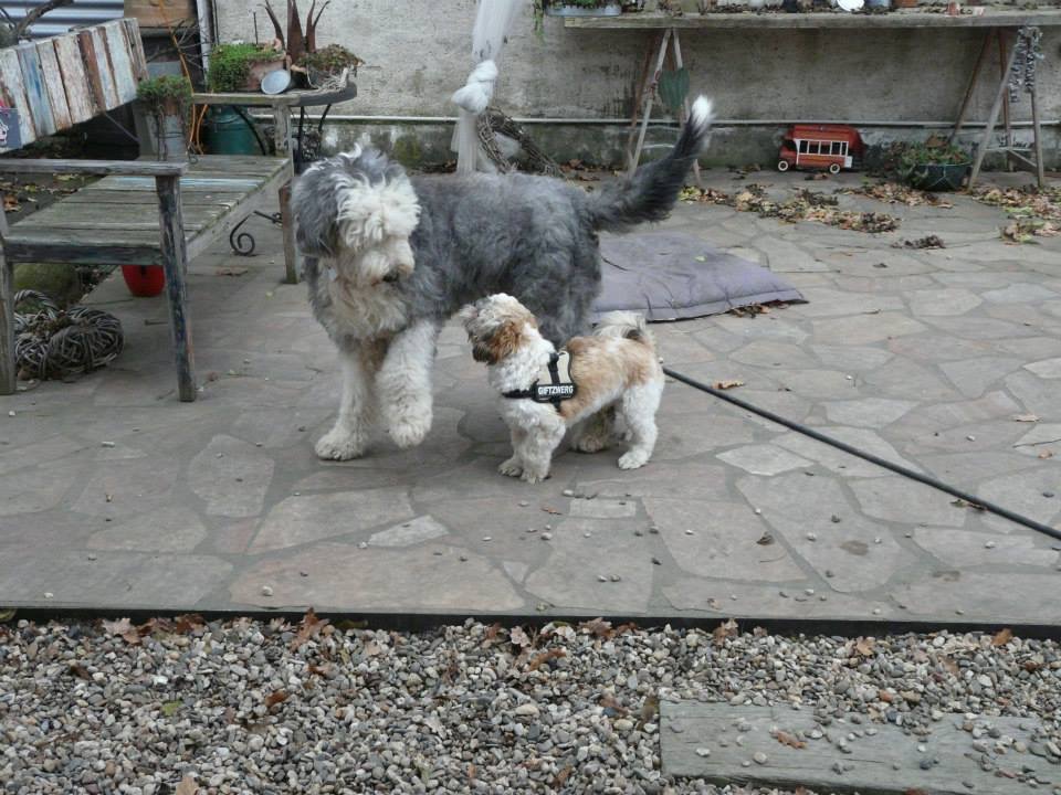 Pepper meeting a big fluffy dog friend in the yard