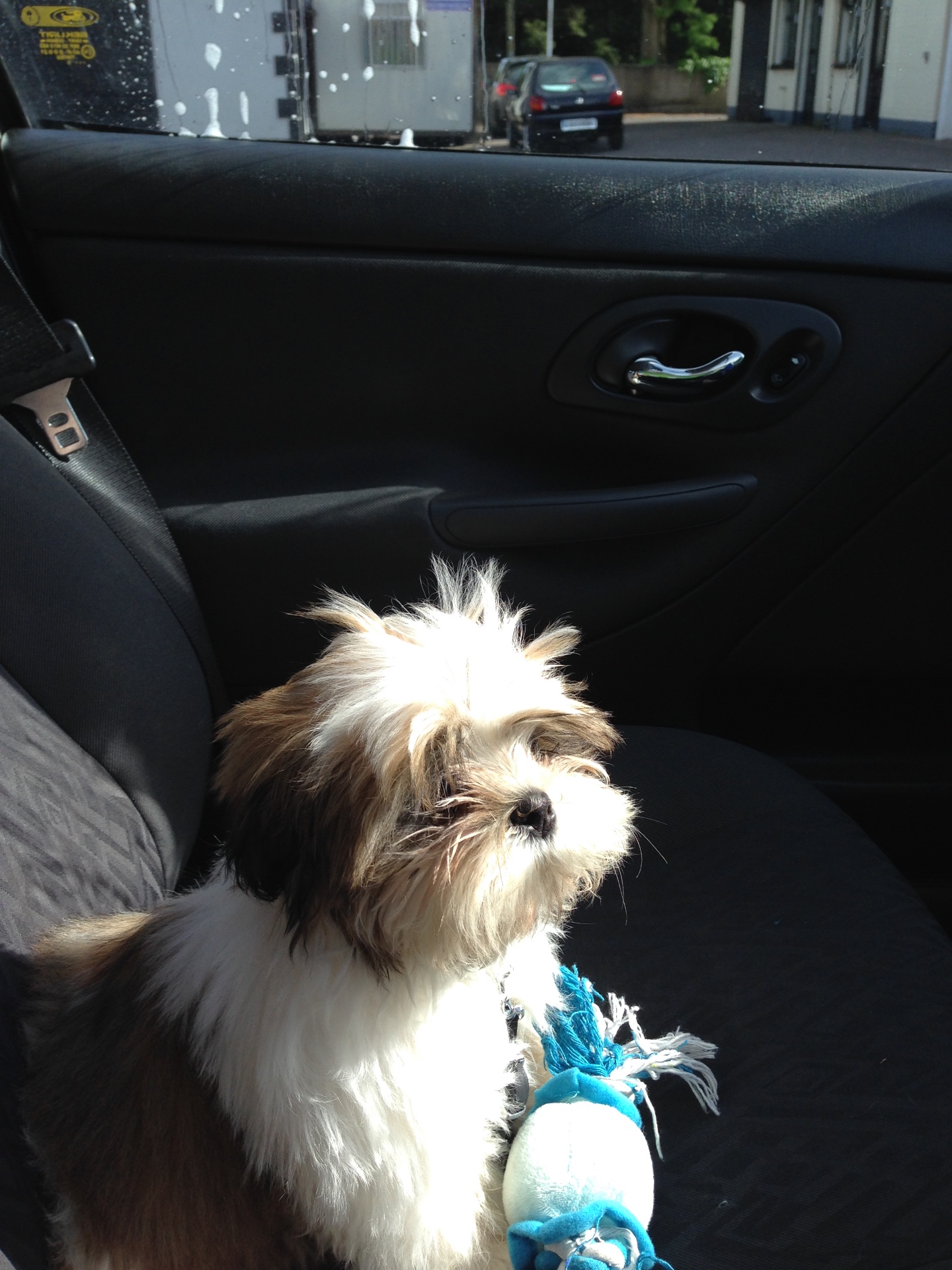 Pepper sitting in the back seat of a car with his rope toy