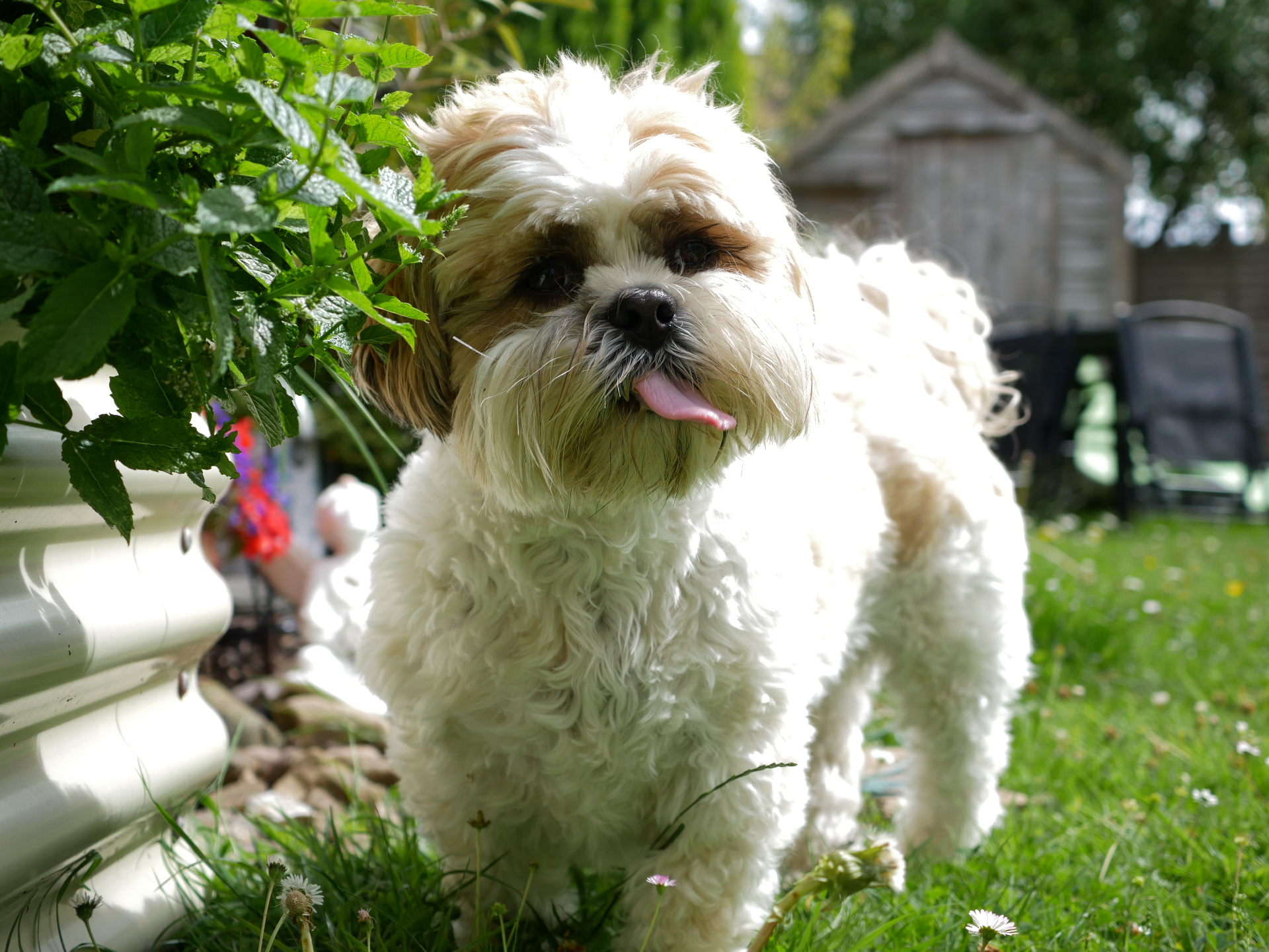 Pepper standing in the garden with his tongue out