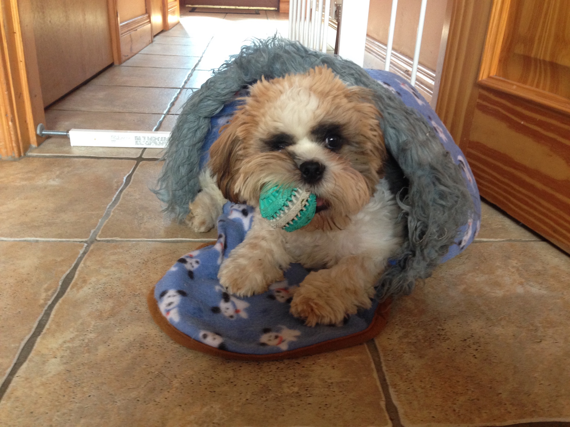 Pepper as a puppy curled up on his blanket with a green ball